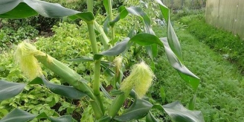 Kako saditi kukuruz i krastavce zajedno